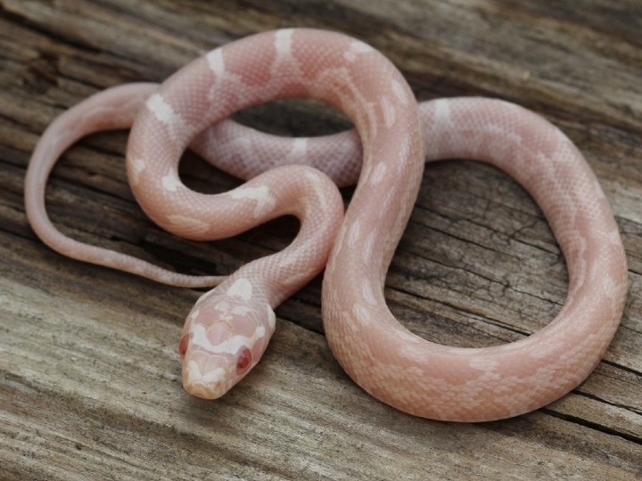 Aztec Snow Corn Snake